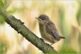 <p>RÁKOSNÍK OBECNÝ (Acrocephalus scirpaceus) /Eurasian reed warbler – Teichrohrsänger/</p>